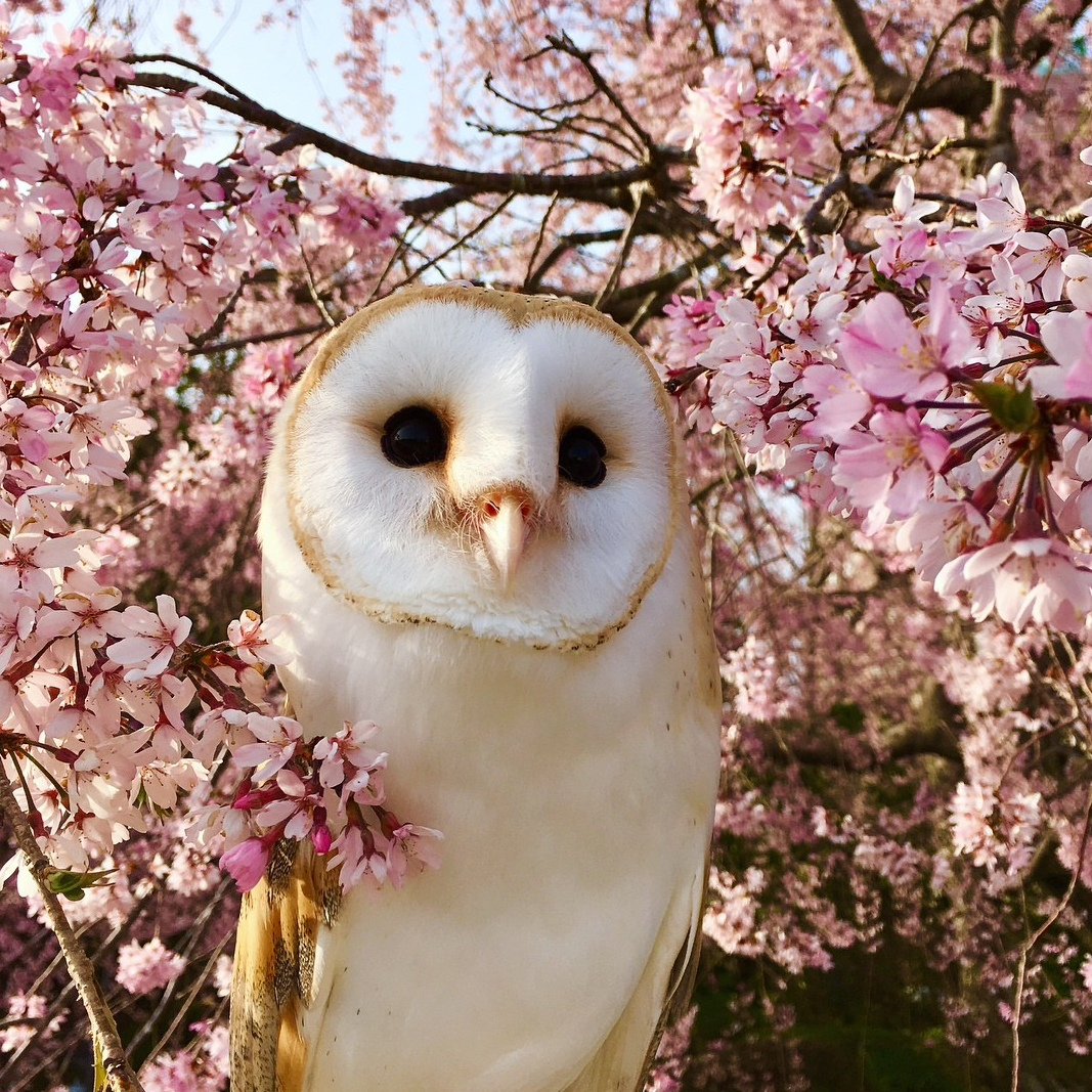 Розовая сипуха