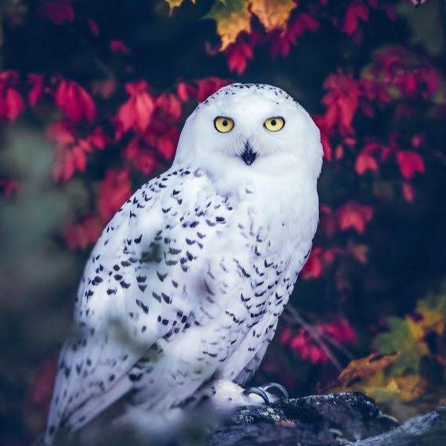 Сова и Сокол