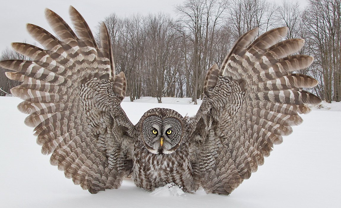 Бородатая неясыть Крылья