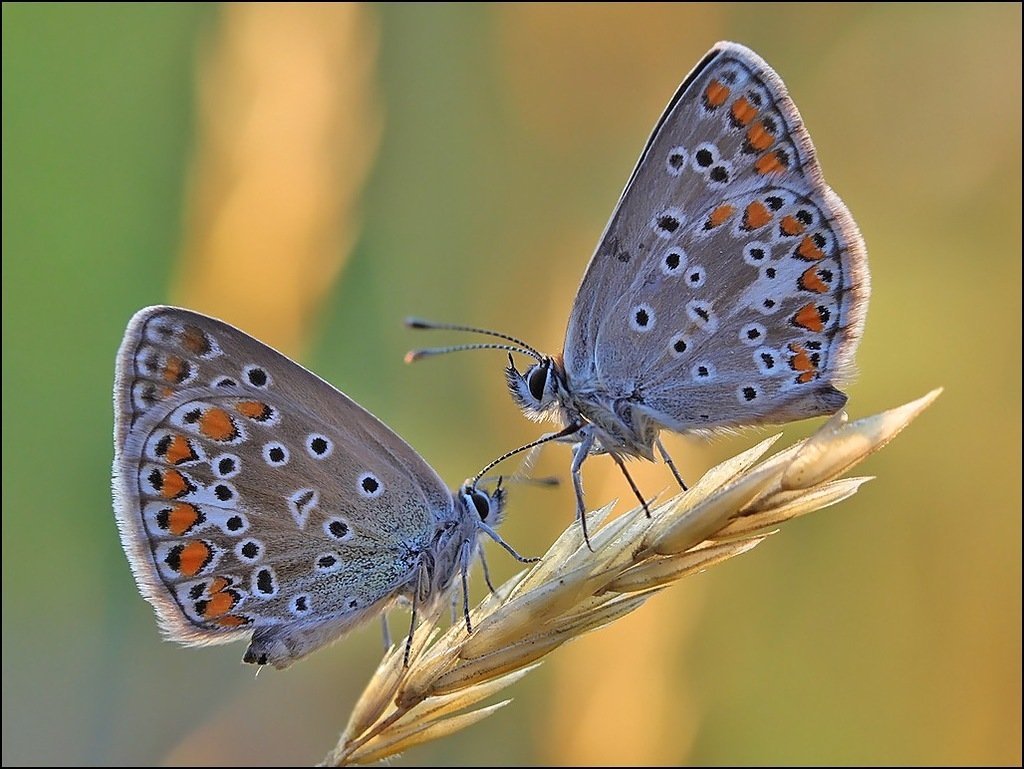 Бабочка голубянка самец
