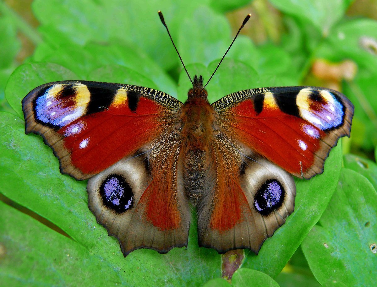 Бабочка Ленточница красная