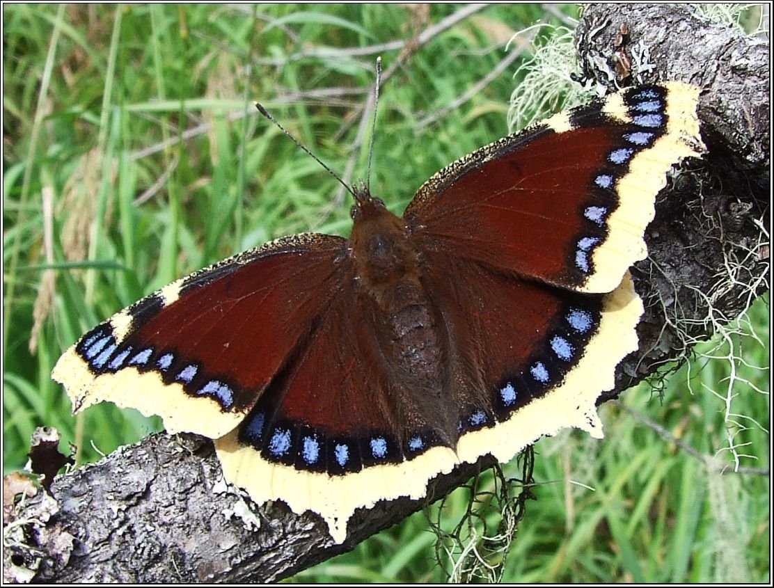 Парусник Мнемозина Parnassius Mnemosyne