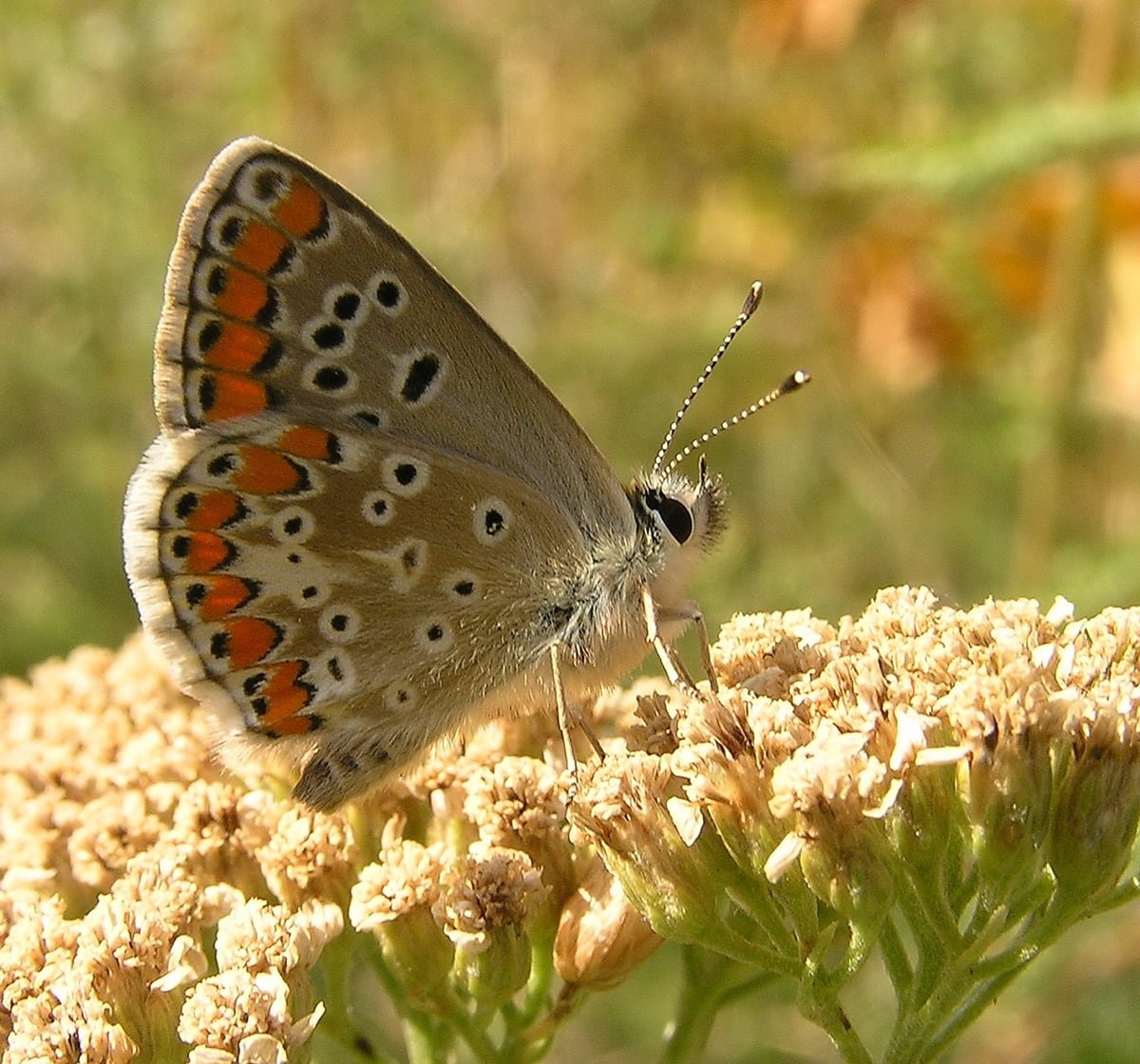 Медведица Кайя бабочка самка