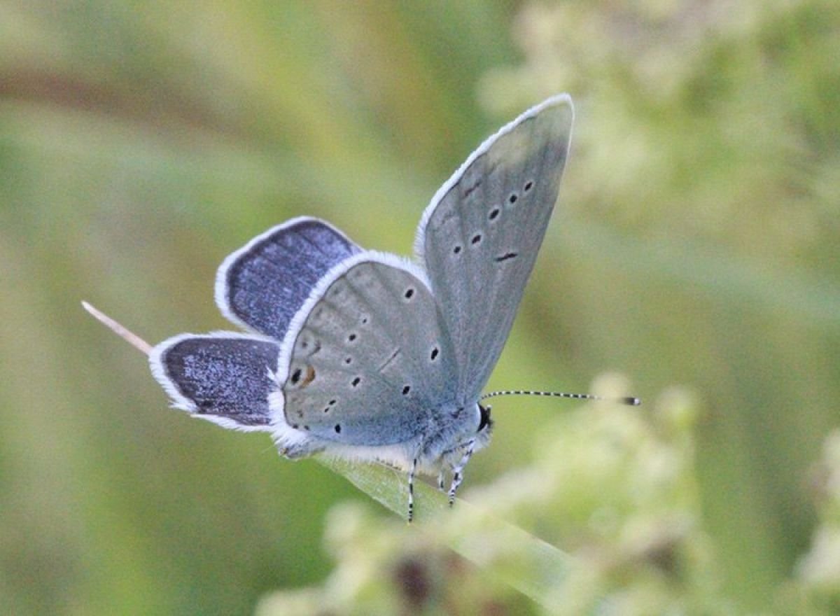 Махаон траурница