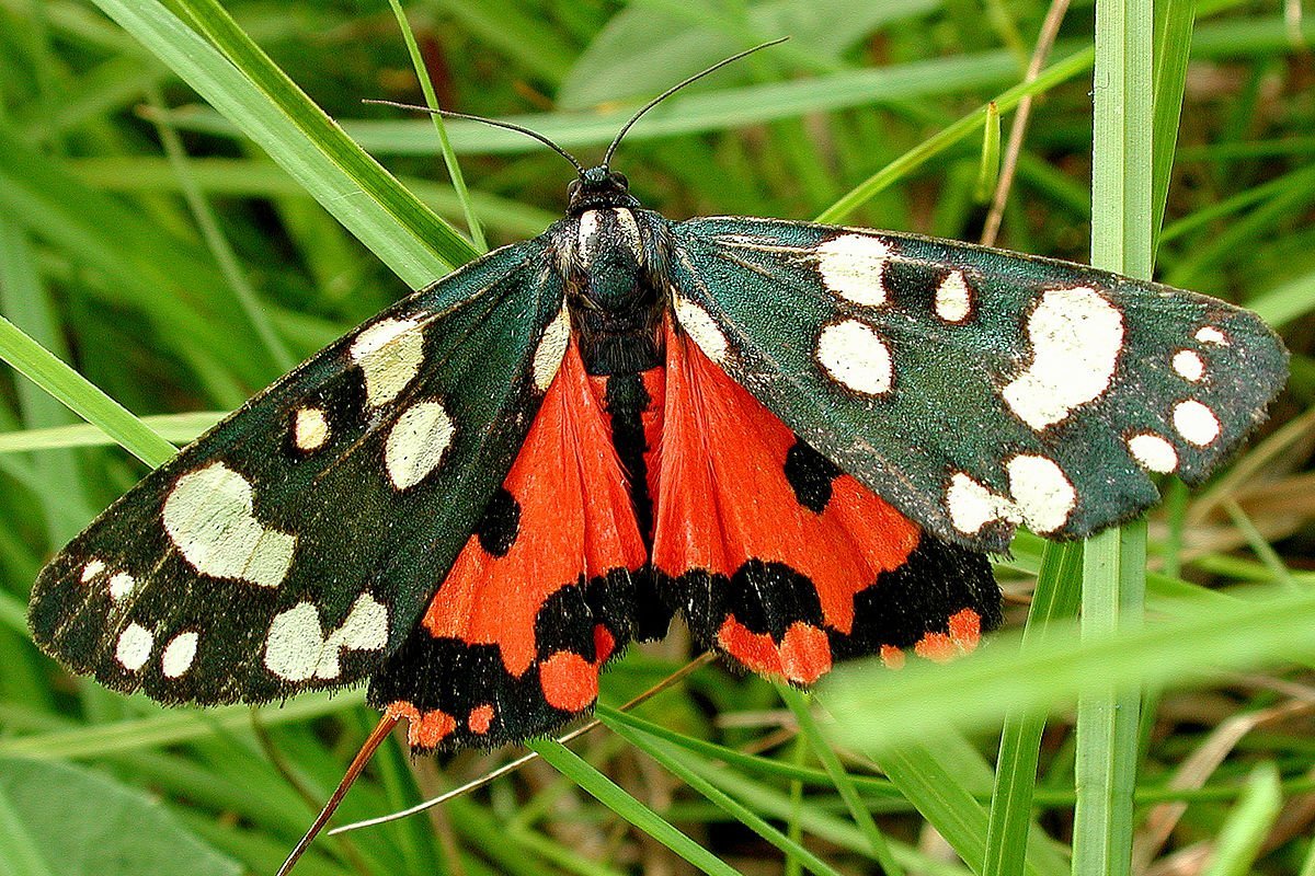 Махаон отряд чешуекрылые