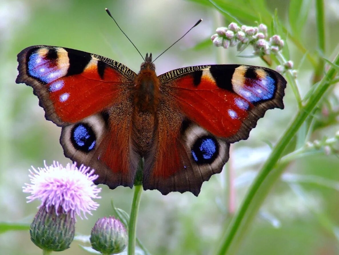 Бабочка Аполлон Мнемозина