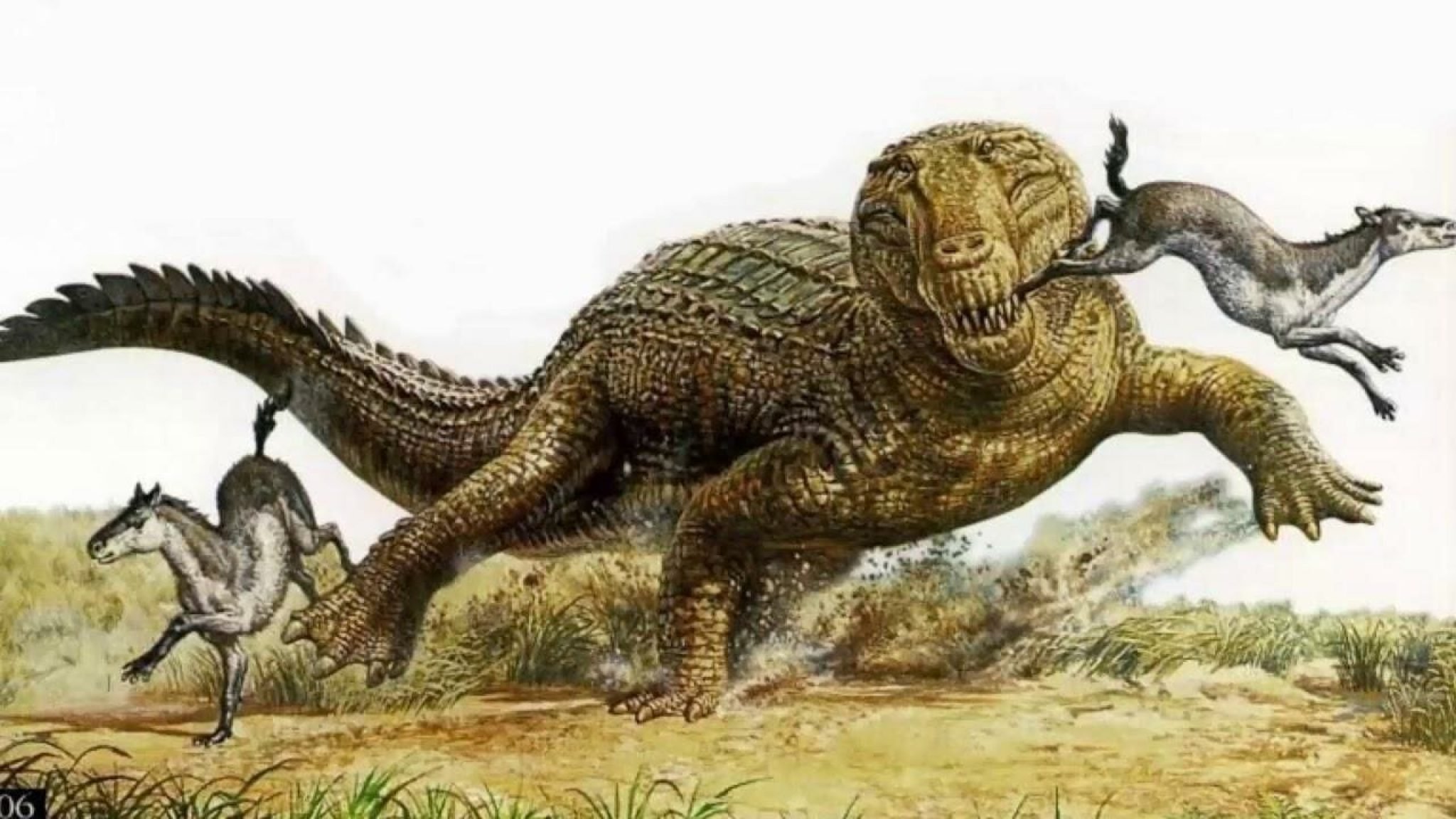 Динозавры это ящеры. Квинкана и МЕГАЛАНИЯ. Квинкана сухопутный крокодил. Квинкана вымершие крокодиломорфы. Крокодилы палеогена.