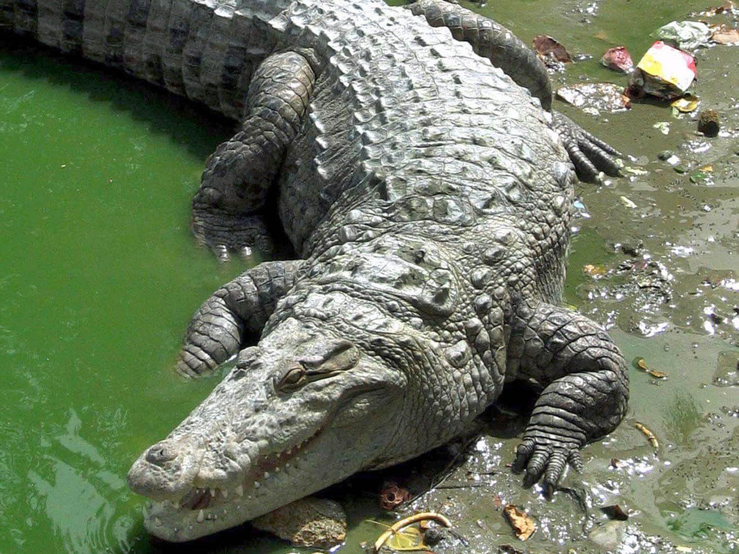Какие животные глотают камни. Квинкана сухопутный крокодил. Американский крокодил. Острорылый крокодил. Крокодил глотает камни.
