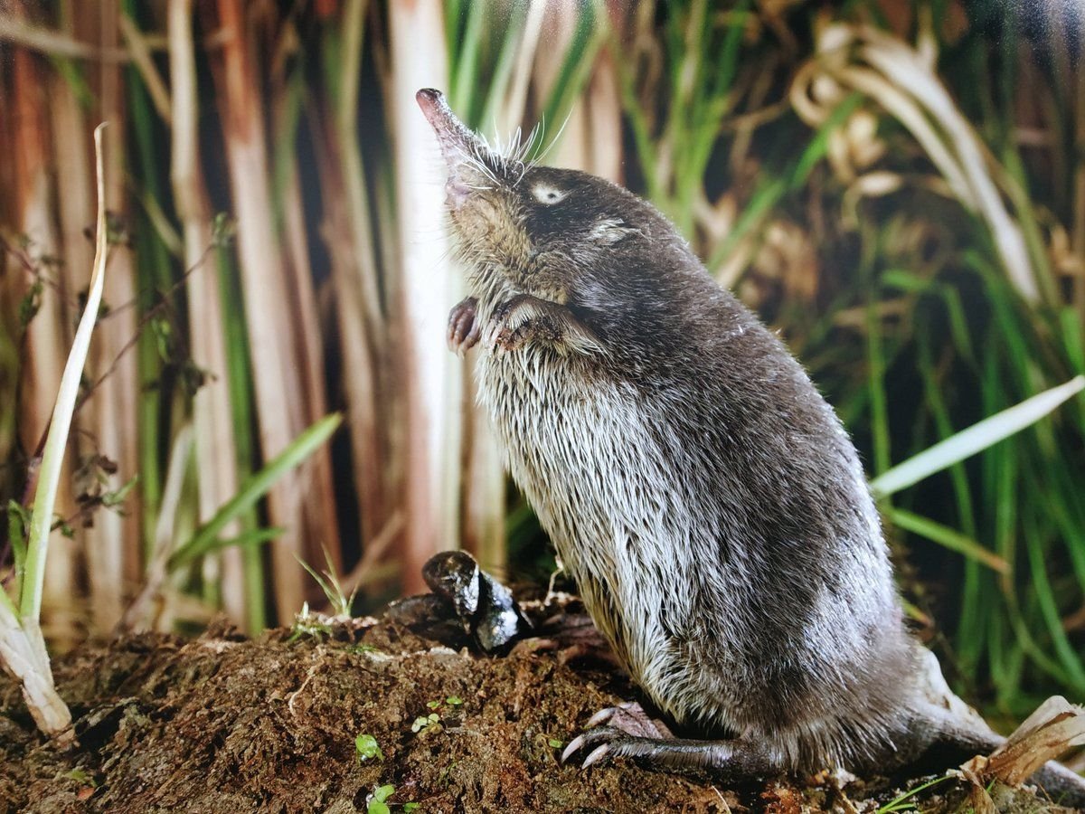 Хоперский заповедник выхухоль