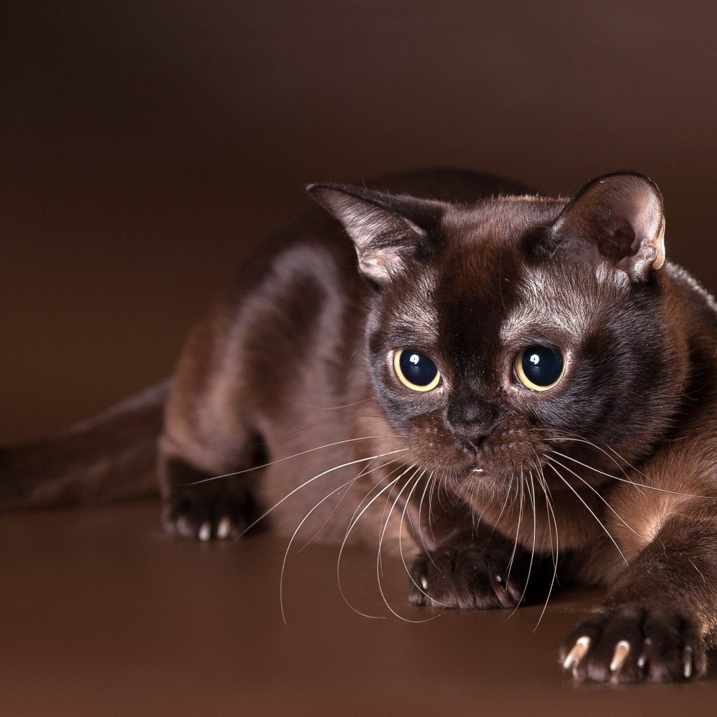 Кот черно шоколадный. Бурманская кошка. Бурманская европейская. Бурманская кошка американская. Европейская Бурма кошка.
