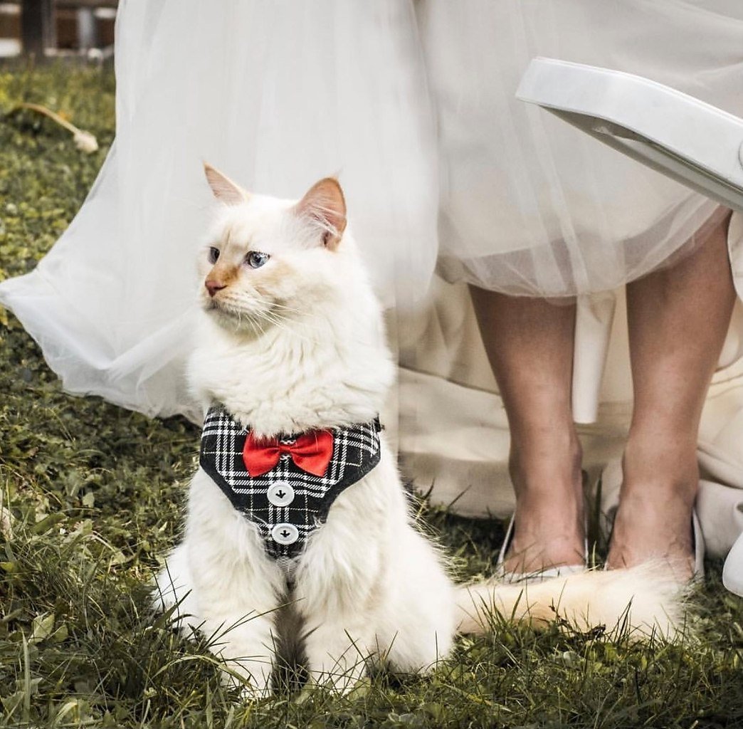 Кошки выходят замуж. Свадебные коты. Кошки в свадебных нарядах. Кошка невеста. Кот жених.