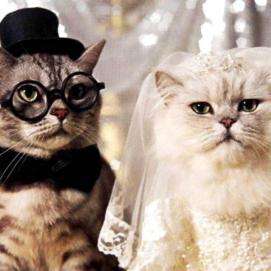 Кот и кошка жених и невеста