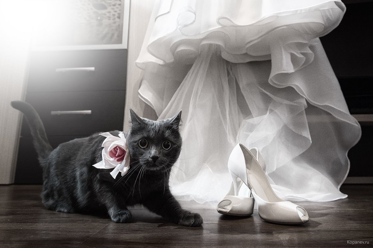 Черная кошка и невеста