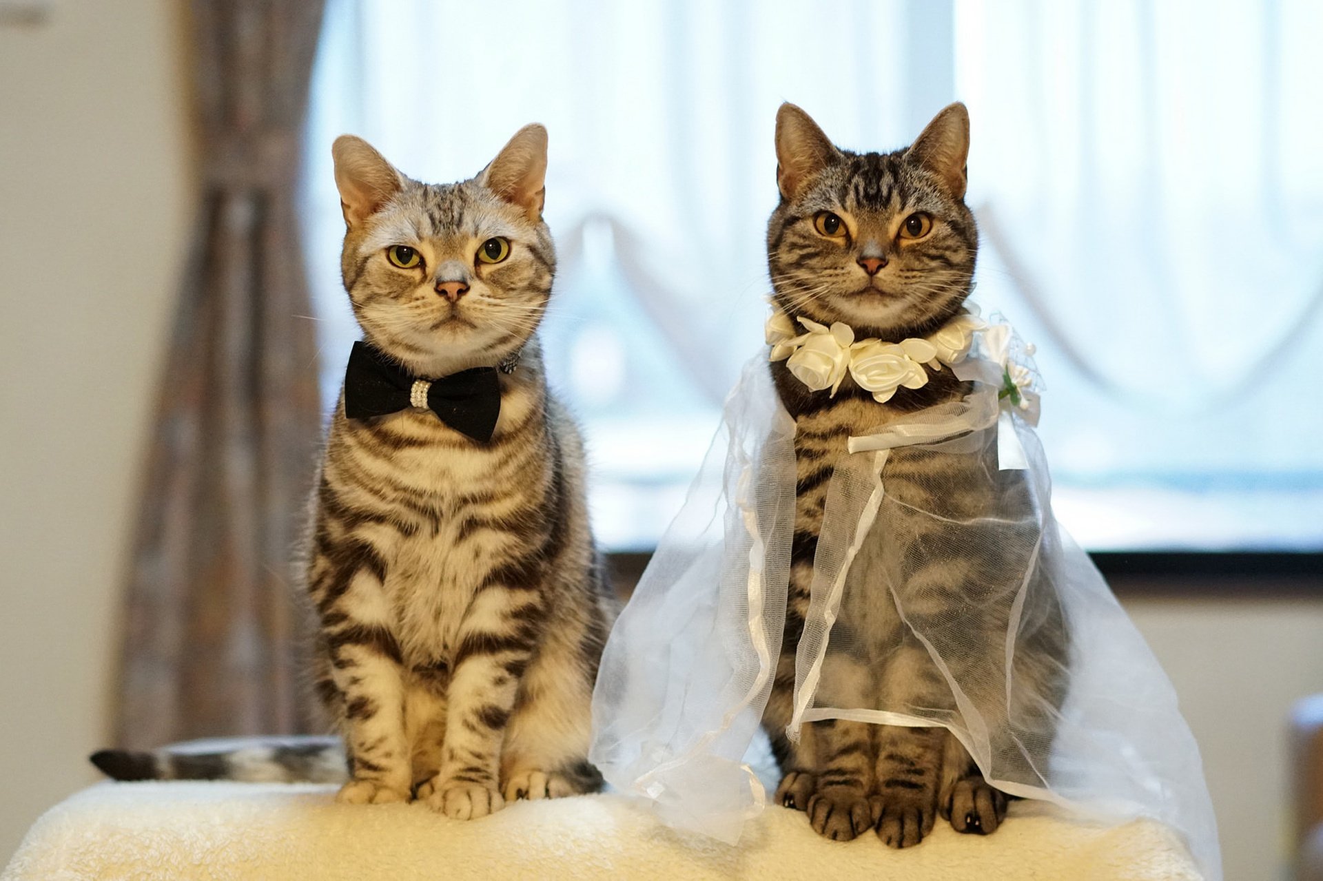Кошки выходят замуж. Свадебные коты. Два кота. Кошки в свадебных нарядах. Необычные коты.