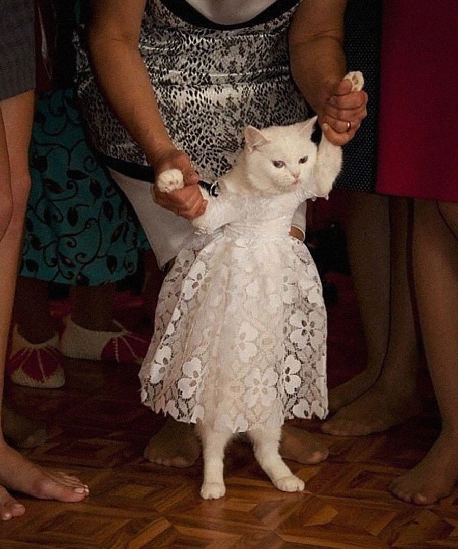 Кошка в свадебном платье