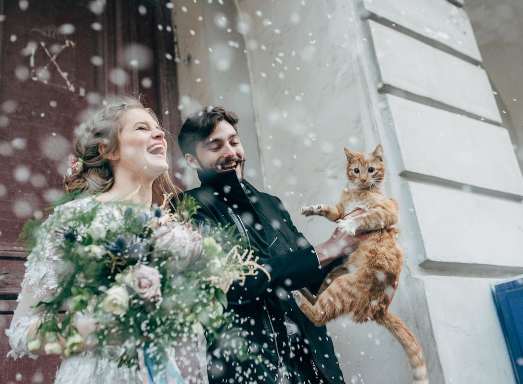 Свадьба котов в Москве