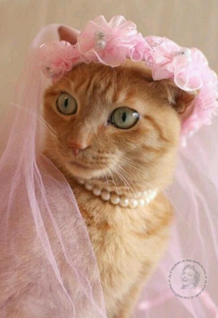 Коты в свадебных нарядах