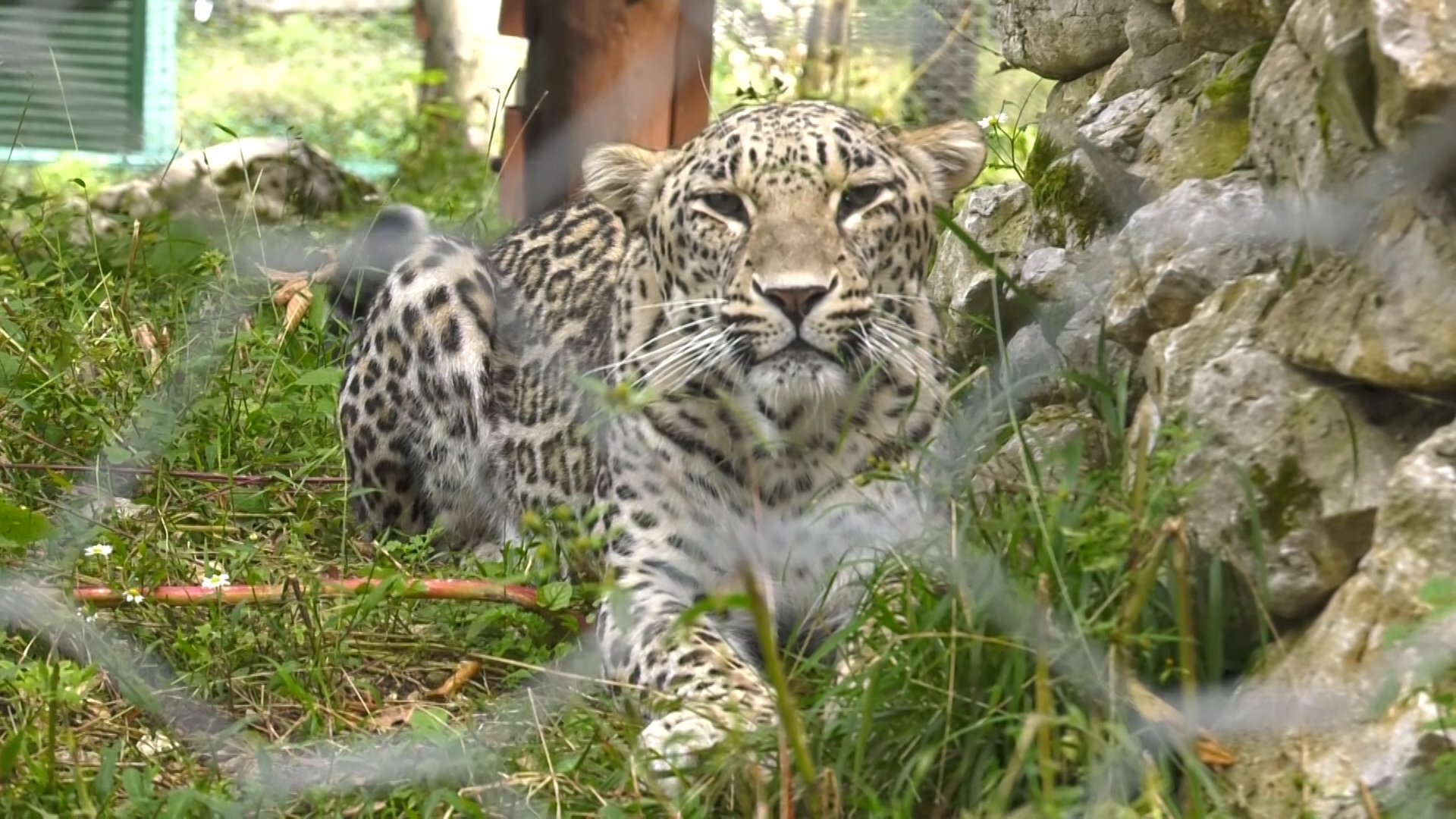 Звери сочи 2024. Вакцинация леопардов. Центр восстановления леопардов на Кавказе в сочинском парке.. В Сочи выпустили леопардов. Раскраски леопардов.