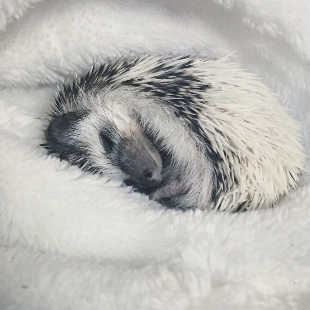 Ежик зимняя спячка