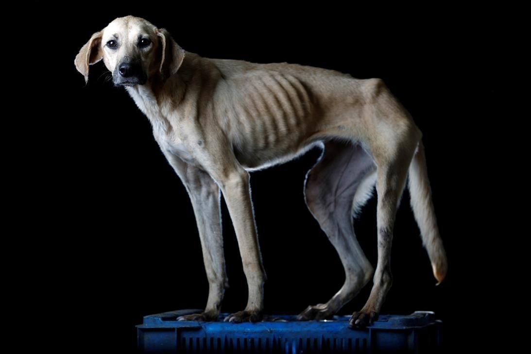 Худая собака