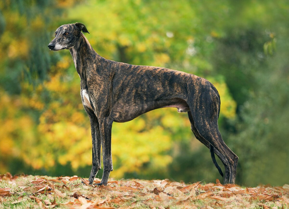 Борзая Грейхаунд