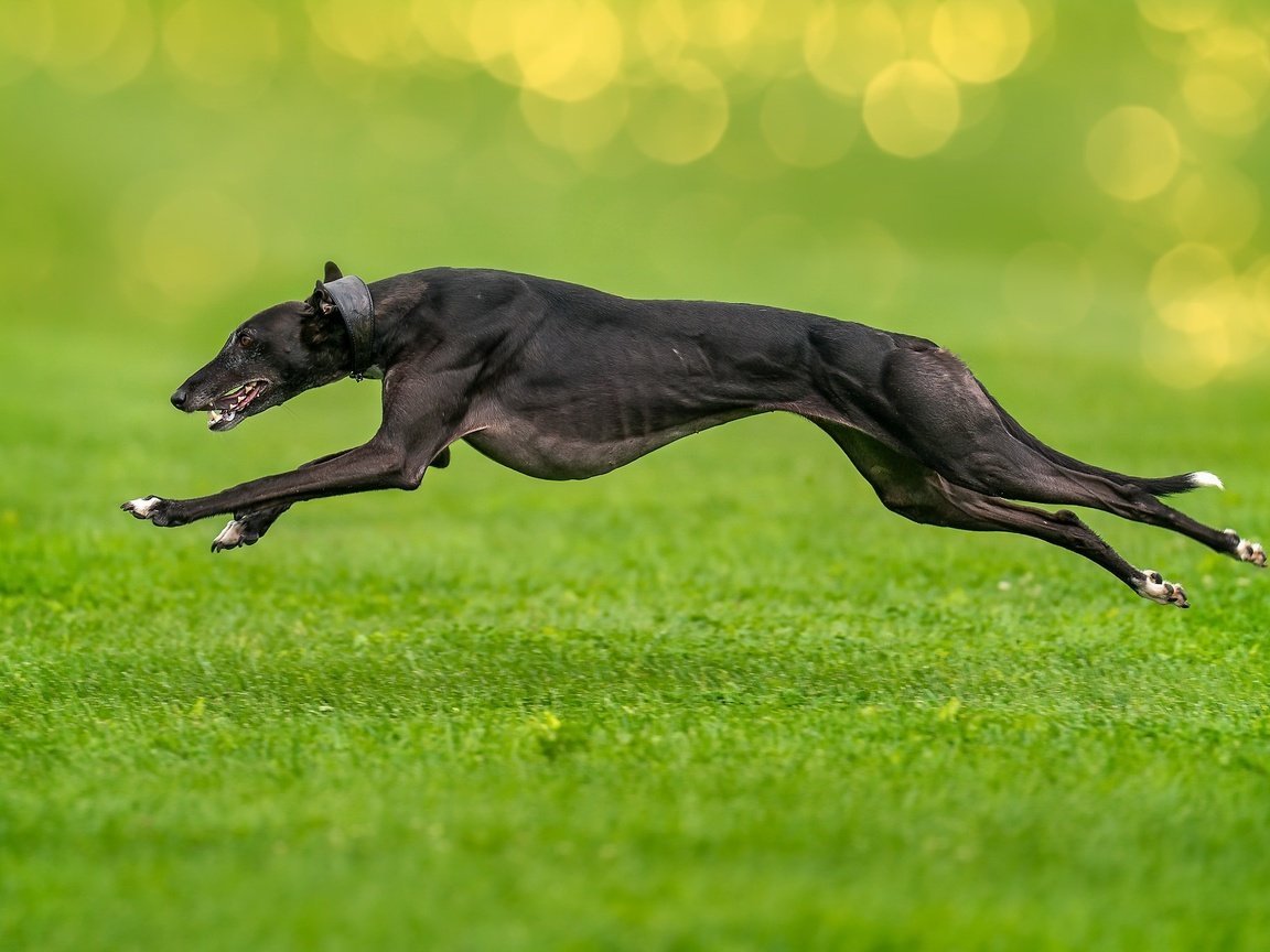 Грейхаунд черный