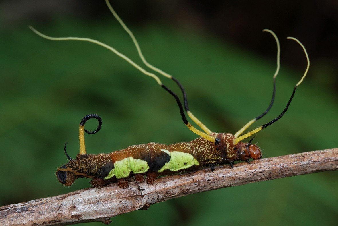 Гусеница Hebomoia glaucippe