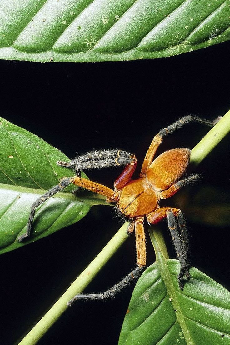 Ядовитые насекомые