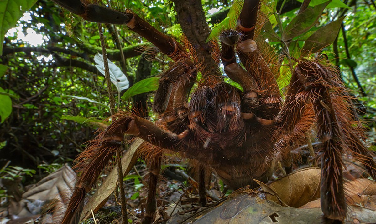 Пауки в джунглях