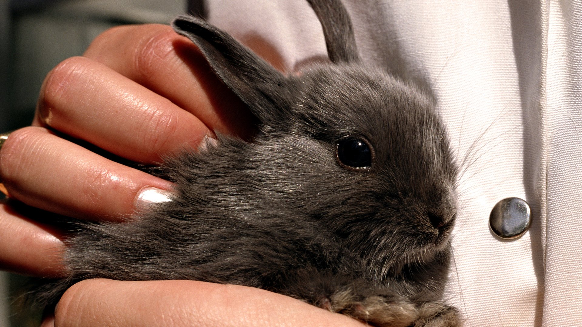 К чему снятся кролики во сне женщине. Кролик. Кролик на руках. Черный кролик. Заяц в руках.