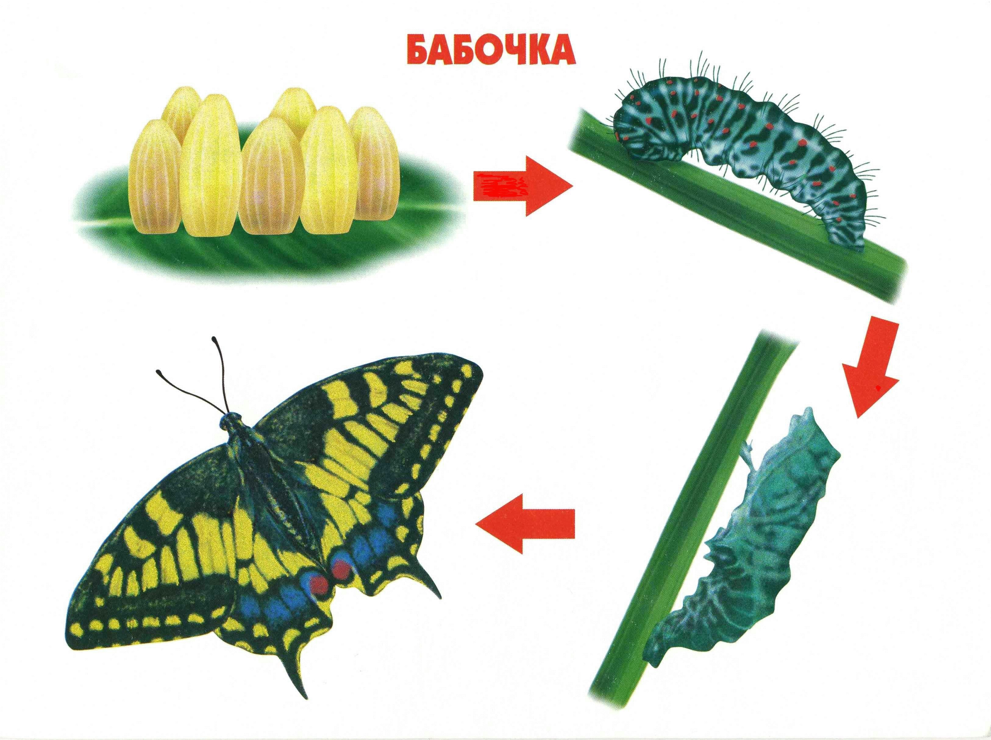 Развитие бабочки схема. Яйцо личинка бабочка стадия развития. Жизненный цикл бабочки капустницы. Жизненный цикл бабочки яйцо. Жизненный цикл превращения бабочки.