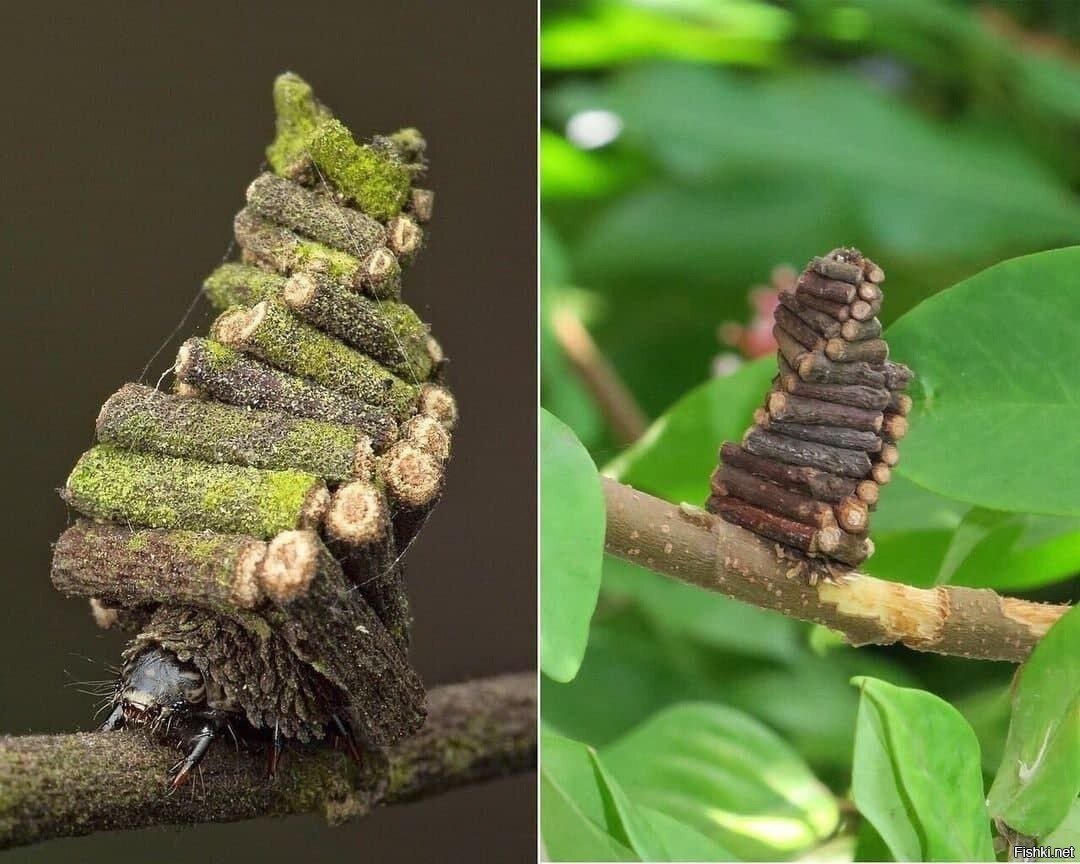 Гусеницы Bagworm Moth
