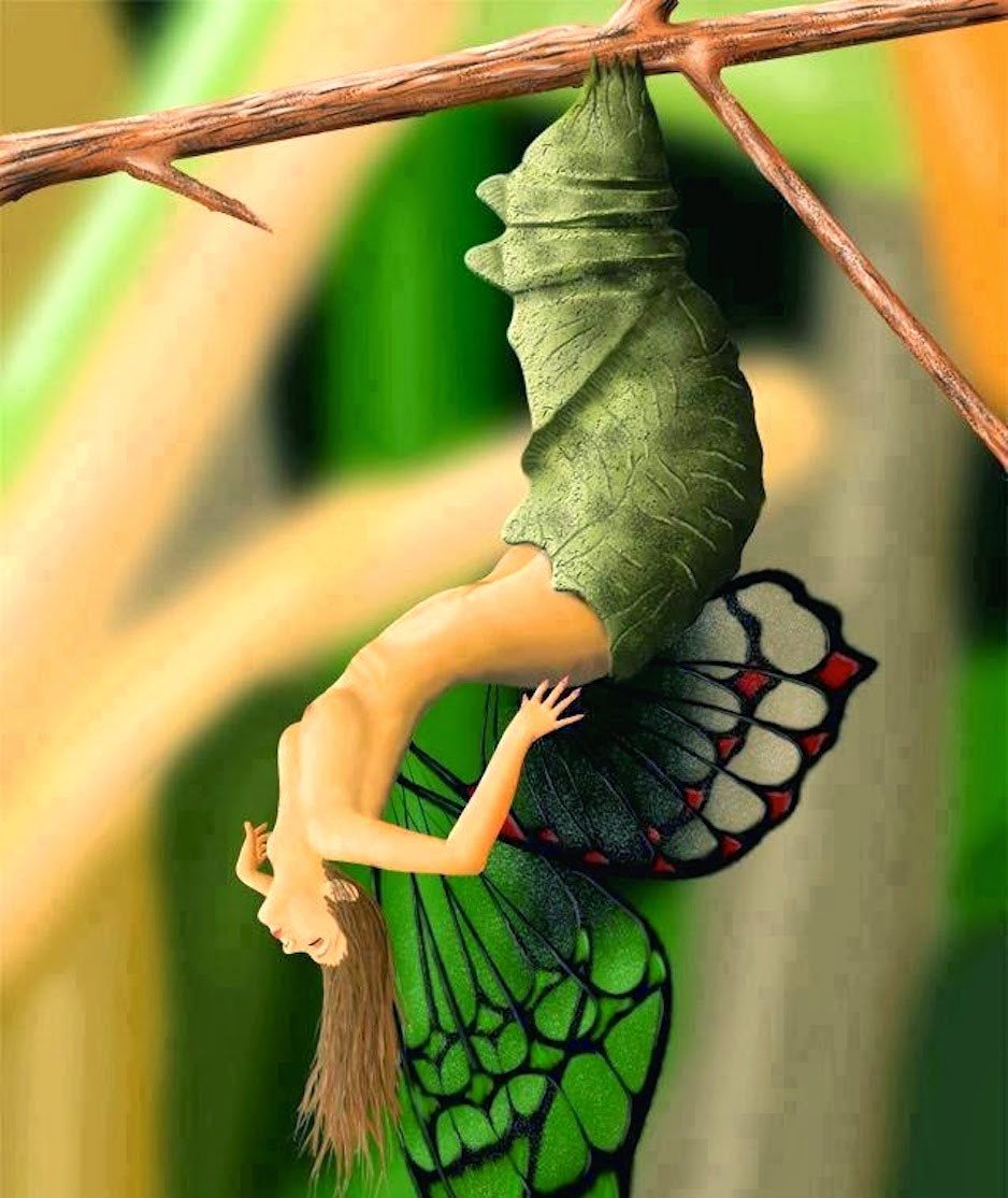 Из гусеницы в бабочку