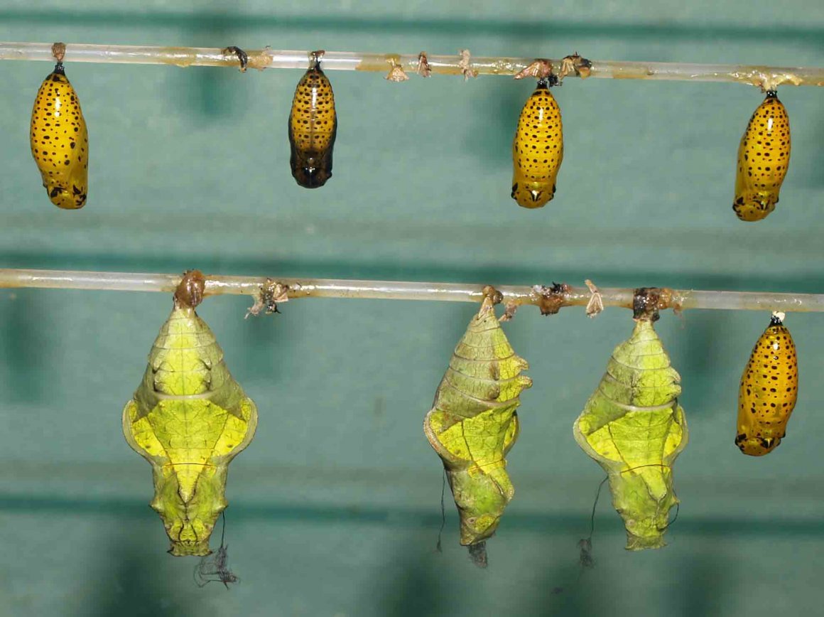 Кокон куколка бабочка