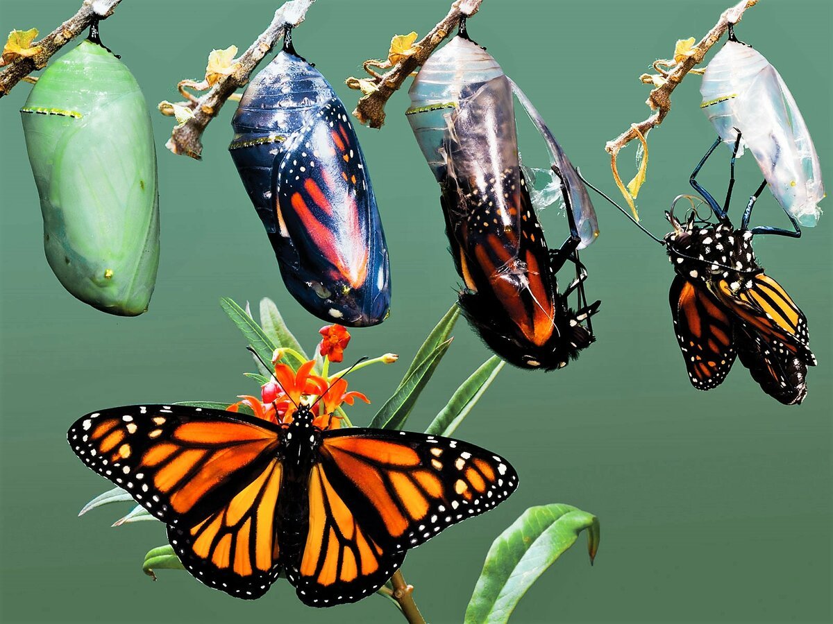 Кокон бабочки Монарх