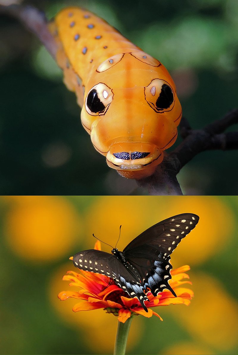 Papilio Troilus гусеница бабочка