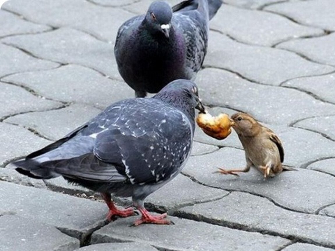 Голубь и Воробей