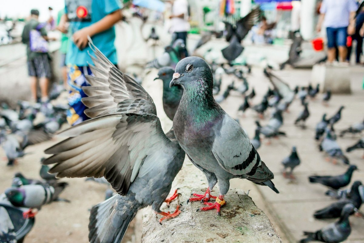 Голубь уличный