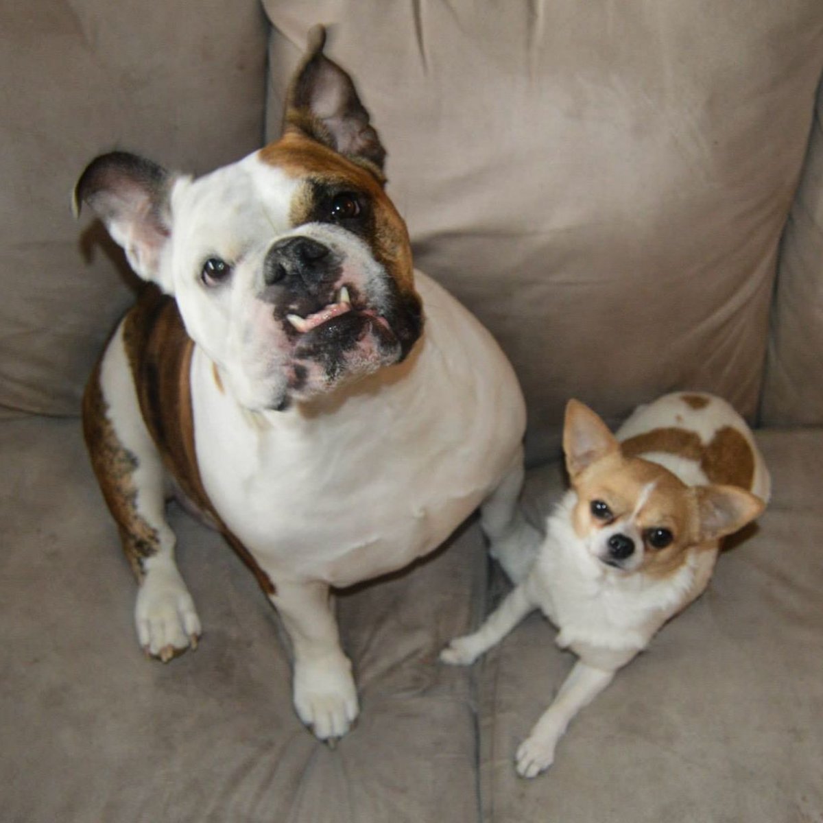 Французский бульдог альбинос