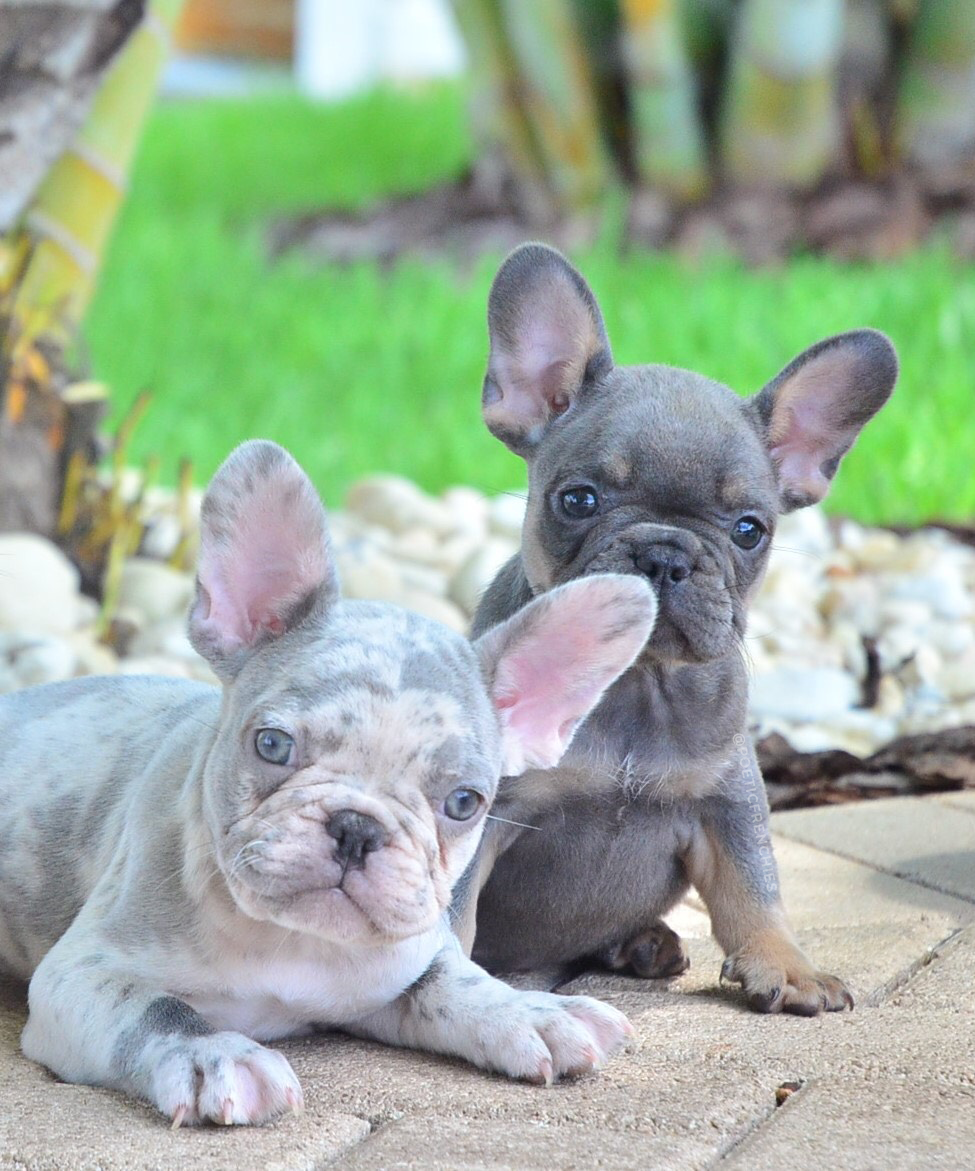 Метис французского бульдога и чихуахуа