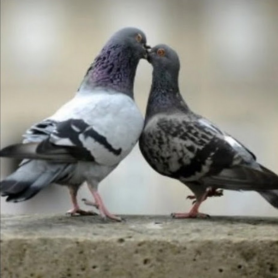 Голуби токуют