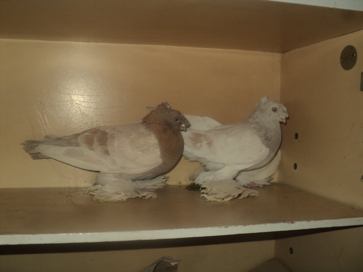 Узбекские бойные голуби Тасман