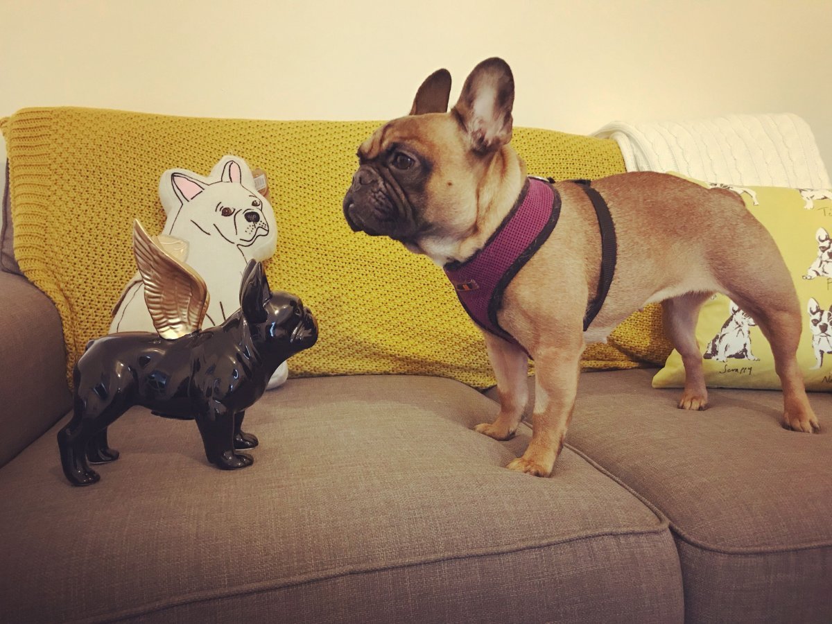 Французский бульдог и той терьер