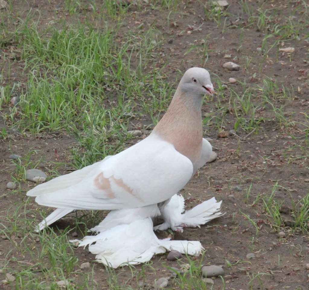 Туркменские Агараны