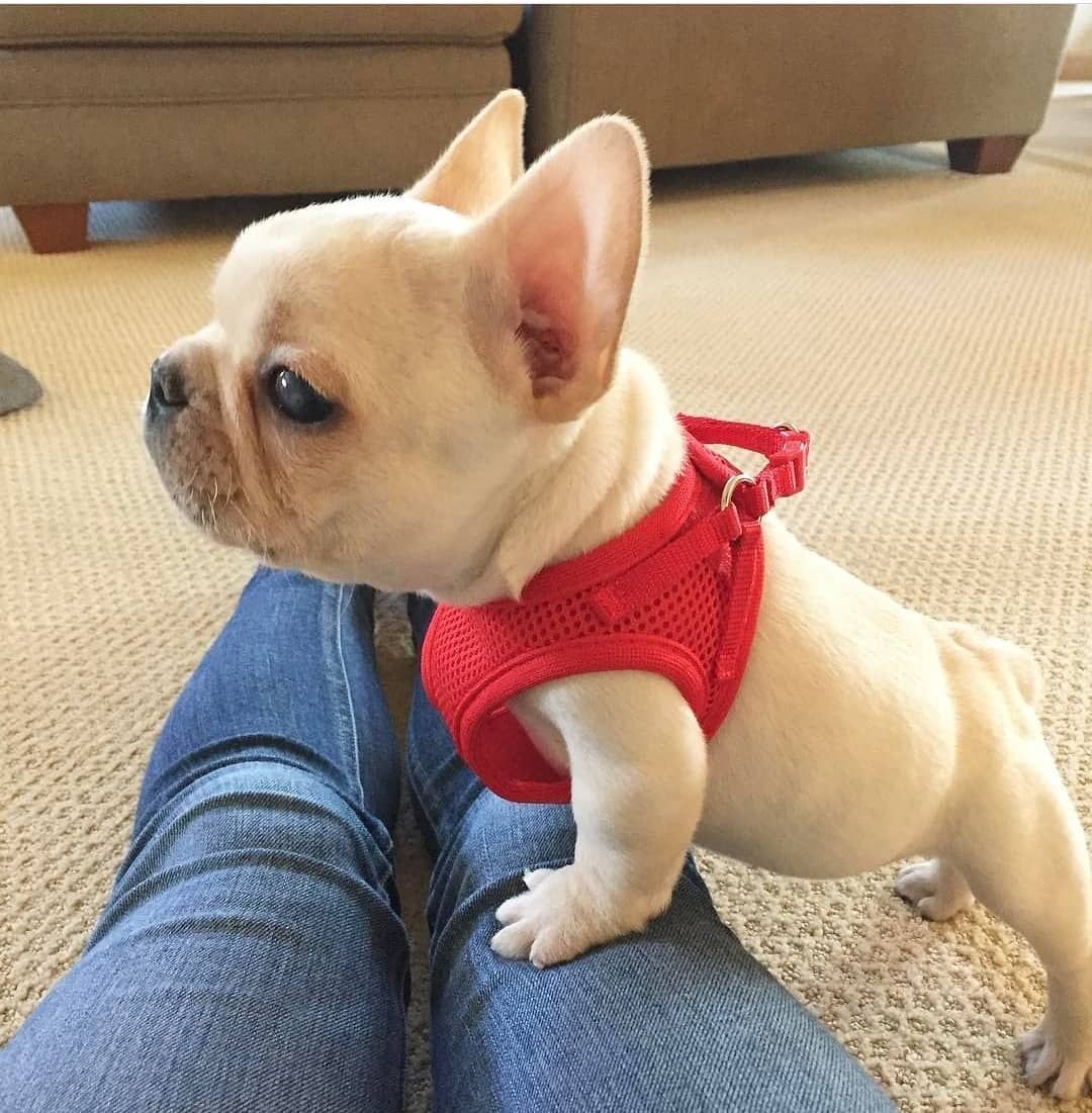 Чихуахуа и бульдог