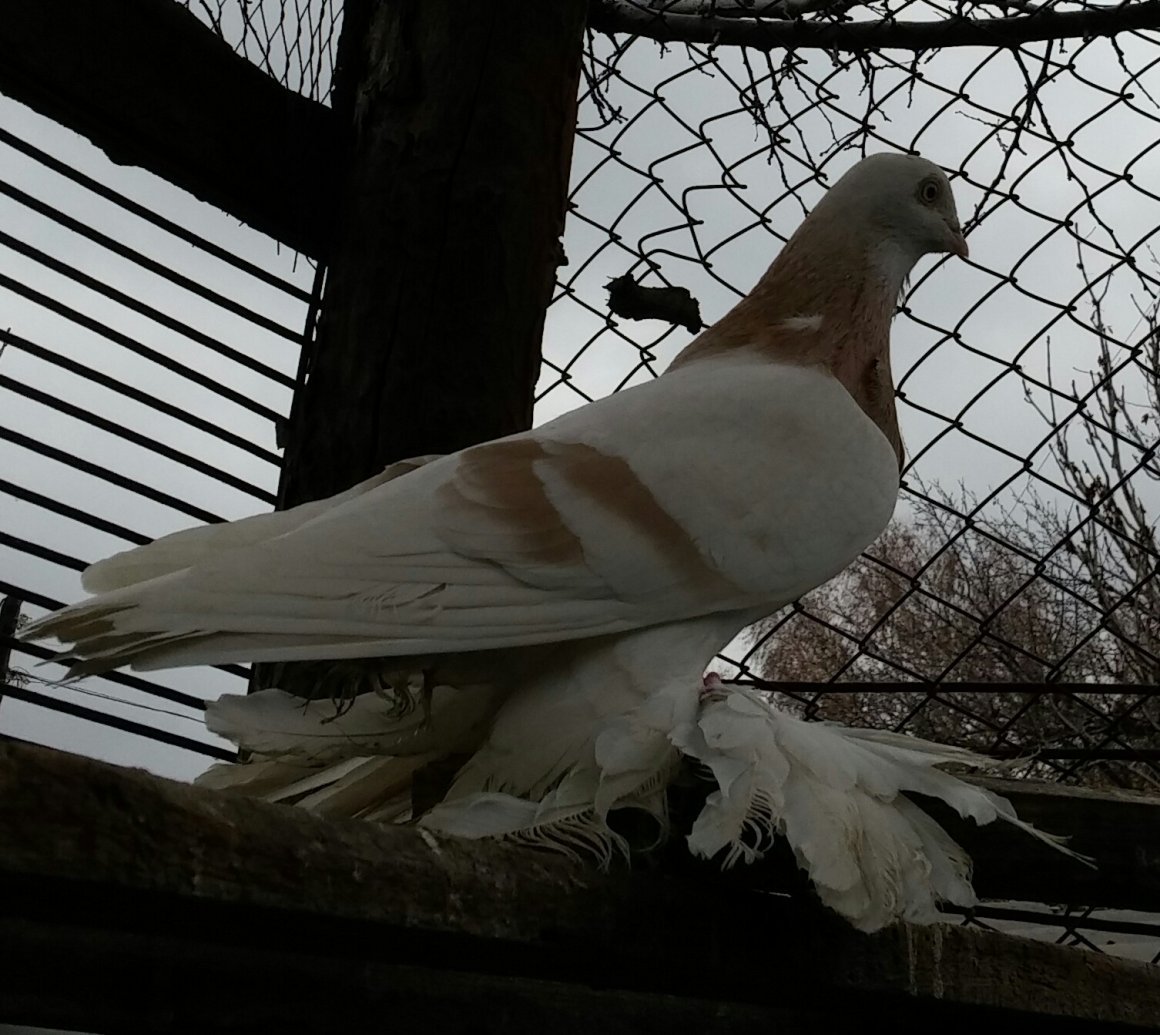 Узбекские бойные голуби Тасман