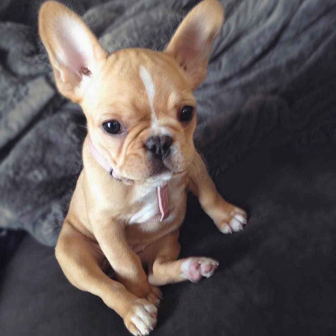 Чихуахуа скрещенная