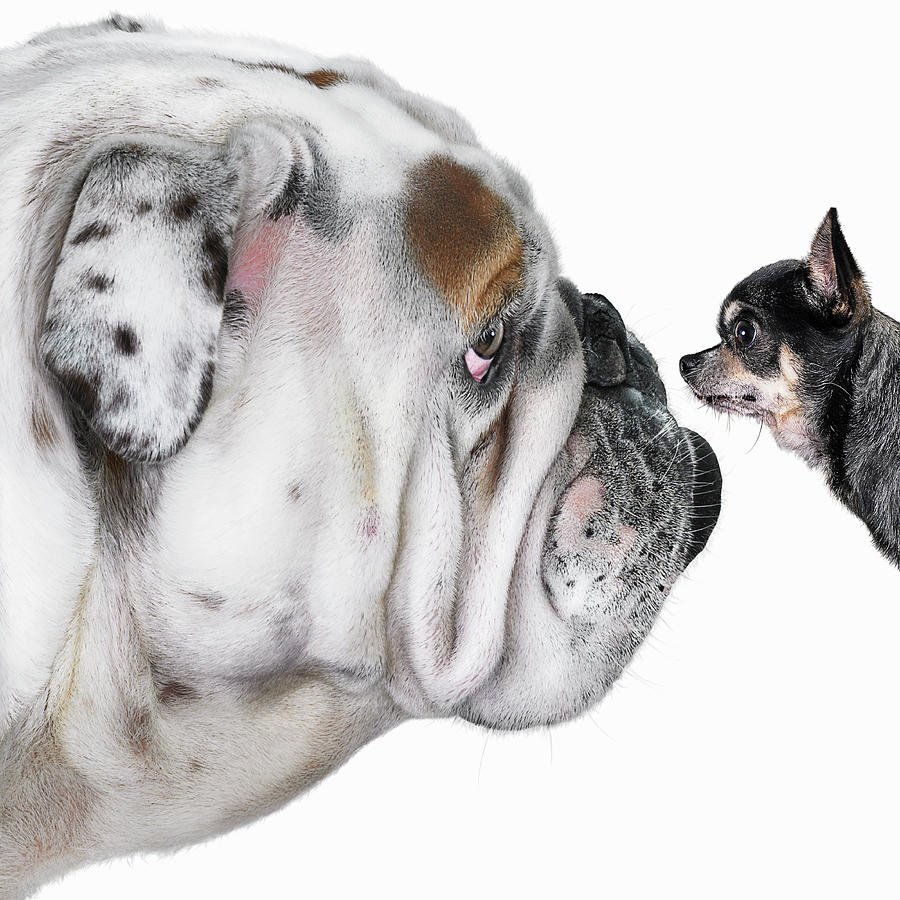 Английский бульдог и чихуахуа