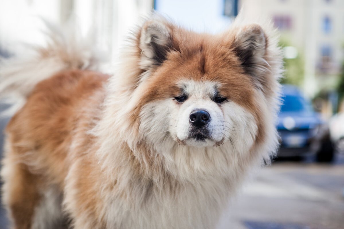 Йокогамский петух Феникс