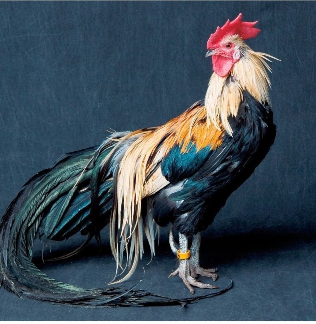 Собака арт Минимализм